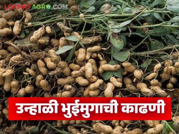 Bhuimung Kadhani : उन्हाळी भुईमुंगाची काढणी कधी आणि कशी कराल? जाणून घ्या सविस्तर - Marathi News | Latest News Bhuimug Kadhani Harvest summer peanuts when it is hot, know in detail | Latest News at Lokmat.com