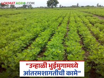 Unhali Bhuimung : जास्तीचं उत्पादन घ्यायचंय, भुईमुंगात आंतरमशागतीची 'ही' कामे कराच, वाचा सविस्तर - Marathi News | Latest News Unhali Bhuimung do inter-cultivation groundnut in summer for more production read in detail | Latest News at Lokmat.com Unhali Bhuimung : जास्तीचं उत्पादन घ्यायचंय, भुईमुंगात आंतरमशागतीची 'ही' कामे कराच, वाचा सविस्तर - Marathi News | Latest News Unhali Bhuimung do inter-cultivation groundnut in summer for more production read in detail | Latest News at Lokmat.com