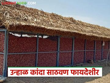Kanda Chal : कांदा साठवणुकीसाठी शीतगृह की कांदा चाळ फायद्याची? वाचा सविस्तर - Marathi News | Latest news Kanda Sathavnuk onion chawl more important than cold storage for onion storage Read in detail | Latest News at Lokmat.com