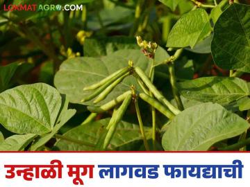 Unhali Mug Lagwad : उन्हाळी हंगामात कमी कालावधीचे हे कडधान्य पिक ठरतंय फायदेशीर - Marathi News | Unhali Mug Lagwad : This short duration pulse crop is proving profitable in the summer season. | Latest News at Lokmat.com Unhali Mug Lagwad : उन्हाळी हंगामात कमी कालावधीचे हे कडधान्य पिक ठरतंय फायदेशीर - Marathi News | Unhali Mug Lagwad : This short duration pulse crop is proving profitable in the summer season. | Latest News at Lokmat.com