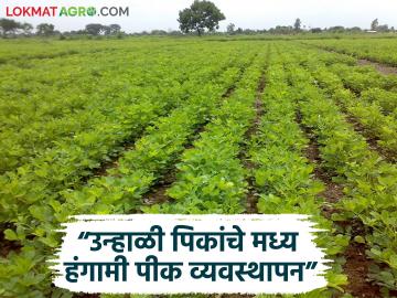 Unhali Pike : उन्हाळी बाजरी, भुईमूंग, सूर्यफूल पिकाचे व्यवस्थापन कसे कराल? वाचा सविस्तर - Marathi News | Latest News How to manage summer millet, groundnut, sunflower crops Read in detail | Latest News at Lokmat.com Unhali Pike : उन्हाळी बाजरी, भुईमूंग, सूर्यफूल पिकाचे व्यवस्थापन कसे कराल? वाचा सविस्तर - Marathi News | Latest News How to manage summer millet, groundnut, sunflower crops Read in detail | Latest News at Lokmat.com