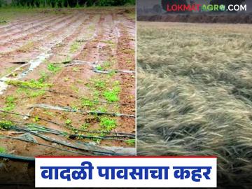 Unseasonal Rain : उकाड्यानंतर आभाळ फुटलं; नागपूरसह विदर्भात वादळाचा कहर - Marathi News | latest news Unseasonal Rain: After the heat, the sky broke; Storm wreaks havoc in Vidarbha including Nagpur | Latest News at Lokmat.com