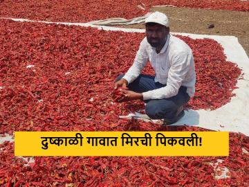 Success Story : दुष्काळी परिस्थितीत पाणी व्यवस्थापन, येवला शेतकऱ्याची मिरची पिकातून कमाल  - Marathi News | Latest news farmer from Yeola cultivated chillies by managing water in drought conditions | Latest News at Lokmat.com