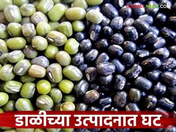 Pulses Market : अतिवृष्टीचा दणका : कडधान्यांचं उत्पादन घटलं वाचा सविस्तर - Marathi News | latest news Pulses Market: Heavy rains hit: Pulse production has decreased Read in detail | Latest News at Lokmat.com