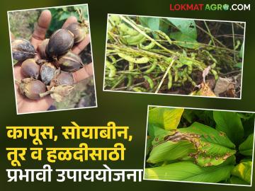 Crop Disease Management : अतिवृष्टीनंतर पिकांवरील रोग व्यवस्थापन; वाचा प्रभावी उपाययोजना - Marathi News | latest news Crop Disease Management : Disease management in crops after heavy rains; Read effective measures | Latest News at Lokmat.com Crop Disease Management : अतिवृष्टीनंतर पिकांवरील रोग व्यवस्थापन; वाचा प्रभावी उपाययोजना - Marathi News | latest news Crop Disease Management : Disease management in crops after heavy rains; Read effective measures | Latest News at Lokmat.com