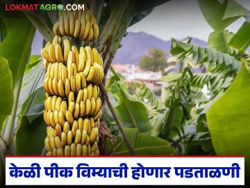 पीक विम्यात केळीचे क्षेत्र दुप्पट वाढल्याने लागवड क्षेत्रावर प्रश्नचिन्ह; कृषी आयुक्तालयाचे पथक करणार पडताळणी - Marathi News | Question mark over banana cultivation area as crop insurance coverage doubles; Agriculture Commissionerate team to conduct verification | Latest News at Lokmat.com पीक विम्यात केळीचे क्षेत्र दुप्पट वाढल्याने लागवड क्षेत्रावर प्रश्नचिन्ह; कृषी आयुक्तालयाचे पथक करणार पडताळणी - Marathi News | Question mark over banana cultivation area as crop insurance coverage doubles; Agriculture Commissionerate team to conduct verification | Latest News at Lokmat.com