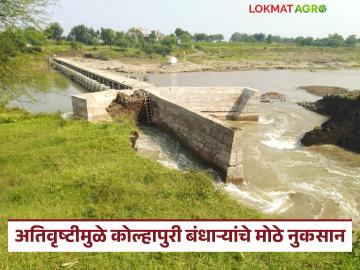 अतिवृष्टीमुळे ७१ कोटींहून अधिक कोल्हापुरी बंधाऱ्यांचे नुकसान; बीड जिल्ह्यात सर्वाधिक २६ बंधाऱ्यांना बसला फटका - Marathi News | Heavy rains cause damage to over Rs 71 crore to Kolhapur dams; 26 dams in Beed district were affected the most | Latest News at Lokmat.com