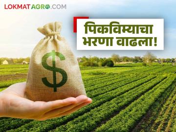 'एक रुपयात पीक विमा' बंद झाल्यामुळे आता शेतकऱ्यांच्या वाट्याला दरवर्षी ७०० कोटींपेक्षा अधिक भुर्दंड - Marathi News | Farmers now face more than Rs 700 crore in land penalty every year due to closure of 'One Rupee Crop Insurance' | Latest News at Lokmat.com