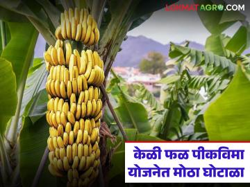 केळी विम्यातून २५० कोटी रुपयांवर डल्ला मारण्याचा डाव फसला; सीएससी केंद्रचालकांवर होणार गुन्हे - Marathi News | Plan to embezzle Rs 250 crore from banana insurance fails; CSC center operators to face charges | Latest News at Lokmat.com