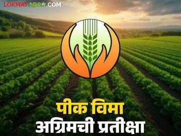 Pik Vima : रब्बी पेरण्या पूर्ण तरी मिळेना खरिपातील पीक विमा अग्रिम; नऊ लाखांवर शेतकरी प्रतीक्षेत - Marathi News | Pik Vima: Even after completing the Rabi sowing, Kharif crop insurance advance is not available; Farmers are waiting for nine lakhs | Latest News at Lokmat.com
