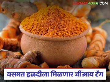 'वसमत हळद' जीआय टॅगिंग अंतिम टप्प्यात; शेतकऱ्यांनो अधिकृत वापरासाठी आजच नोंदणी करा - Marathi News | 'Vasmat Turmeric' GI tagging in final stages; Farmers register today for official use | Latest News at Lokmat.com