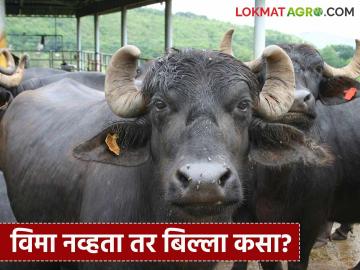 विमा कंपनीचा खोटारडेपणा शेतकऱ्याने केला उघड; दोन म्हशीच्या मृत्यू प्रकरणात मिळाली पूर्ण भरपाई - Marathi News | Farmer exposes insurance company's lies; Receives full compensation in death of two buffaloes | Latest News at Lokmat.com विमा कंपनीचा खोटारडेपणा शेतकऱ्याने केला उघड; दोन म्हशीच्या मृत्यू प्रकरणात मिळाली पूर्ण भरपाई - Marathi News | Farmer exposes insurance company's lies; Receives full compensation in death of two buffaloes | Latest News at Lokmat.com