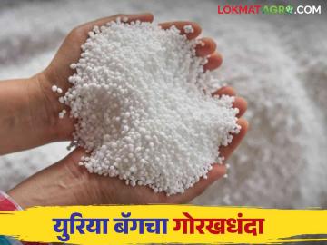 Urea Black Market : शेतकऱ्यांना युरिया मिळेना ; उद्योगवापरासाठी जोरदार पॅकिंग काय आहे प्रकरण वाचा सविस्तर - Marathi News | Urea Black Market: Farmers do not get urea; Read the news in detail | Latest News at Lokmat.com