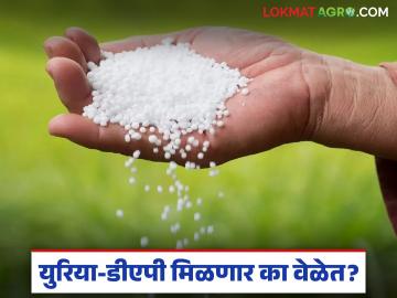 Urea DAP Shortage : मध्य-पूर्व तणावाचा फटका; युरिया-डीएपी मिळणार का वेळेत? - Marathi News | latest news Urea DAP Shortage: Impact of Middle East tensions; Will urea-DAP be available on time? | Latest News at Lokmat.com Urea DAP Shortage : मध्य-पूर्व तणावाचा फटका; युरिया-डीएपी मिळणार का वेळेत? - Marathi News | latest news Urea DAP Shortage: Impact of Middle East tensions; Will urea-DAP be available on time? | Latest News at Lokmat.com