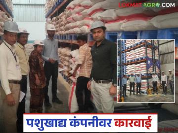 Agriculture News : नाशिकमध्ये युरिया घोटाळा, पशुखाद्य कंपनीवर कारवाई, काय आहे प्रकरण?  - Marathi News | Latest News agriculture News Urea scam in Nashik, action taken against animal feed company, see details | Latest News at Lokmat.com