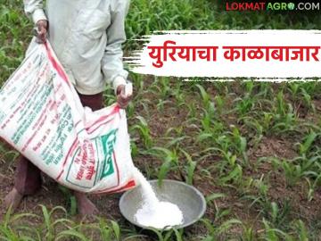 शेतकऱ्यांनो, आधारच्या माध्यमातून युरियाचा काळाबाजार, गोण्या घेतल्या दोन अन् नोंद केली अठरांची  - Marathi News | Latest news agriculture News Fertlizer Fraud black marketing of urea through Aadhaar Card | Latest News at Lokmat.com