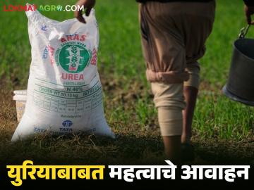खरीप हंगामात युरिया खताचा तुटवडा होणार नाही, पण... कृषी विभागाच्या शेतकऱ्यांना महत्त्वाच्या सूचना - Marathi News | Latest news us iran war no shortage of urea fertilizer during the Kharif season | Latest News at Lokmat.com
