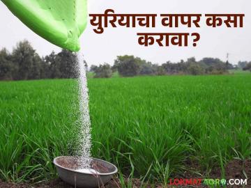 ह्या खताच्या अतिवापराने पिकात होऊ शकतो रोग, किडींचा प्रादुर्भाव - Marathi News | Excessive use of this fertilizer can cause disease and insect infestation in the crop | Latest News at Lokmat.com