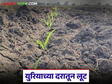 युरिया गोणीची अधिकृत रक्कम 266 रुपये, मात्र या शेतकऱ्यांकडून तब्बल 530 रुपयांची वसुली! - Marathi News | Latest News Agriculture News Irregularities in the sale of urea fertilizer in pimpalgaon baswant | Latest News at Lokmat.com