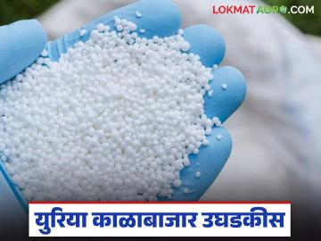 Urea Shortage : सरकारी दर कागदावरच? युरिया ४००ला विकणारा दुकानदार गजाआड? - Marathi News | latest news Urea Shortage: Government rates only on paper? Shopkeeper selling urea for 400 is a scoundrel? | Latest News at Lokmat.com Urea Shortage : सरकारी दर कागदावरच? युरिया ४००ला विकणारा दुकानदार गजाआड? - Marathi News | latest news Urea Shortage: Government rates only on paper? Shopkeeper selling urea for 400 is a scoundrel? | Latest News at Lokmat.com