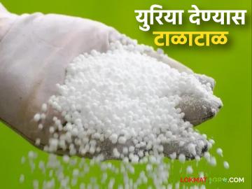 लिंकिंग बंद होताच युरिया देण्यास होतेय टाळाटाळ; काय आहे प्रकरण? - Marathi News | There is a reluctance to give urea as soon as linking is stopped; what is the matter? | Latest News at Lokmat.com लिंकिंग बंद होताच युरिया देण्यास होतेय टाळाटाळ; काय आहे प्रकरण? - Marathi News | There is a reluctance to give urea as soon as linking is stopped; what is the matter? | Latest News at Lokmat.com