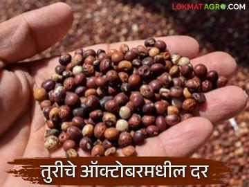 Tur Market : दिवाळीत तुरीचे प्रति क्विंटल सरासरी दर कसे राहतील? वाचा सविस्तर  - Marathi News | Latest News tur Market see tur average price per quintal during Diwali and october Read in detail | Latest News at Lokmat.com