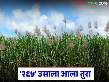 265 Sugarcane : २६५ ऊस गाळपाला जाईना; ऊस आतून पोकळ होऊन वजन घटण्याची भीती - Marathi News | 265 Sugarcane : 265 Sugarcane will not go to the crusher; Fear of losing weight due to the sugarcane becoming hollow inside | Latest News at Lokmat.com 265 Sugarcane : २६५ ऊस गाळपाला जाईना; ऊस आतून पोकळ होऊन वजन घटण्याची भीती - Marathi News | 265 Sugarcane : 265 Sugarcane will not go to the crusher; Fear of losing weight due to the sugarcane becoming hollow inside | Latest News at Lokmat.com