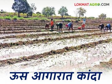 उसाच्या आगारात कांद्याची लागवड, शेतकरी म्हणतात, उसापेक्षा कांद्याचे पीक.....  - Marathi News | Latest News agriculture News Onion cultivation in sugarcane fields farmer says | Latest News at Lokmat.com