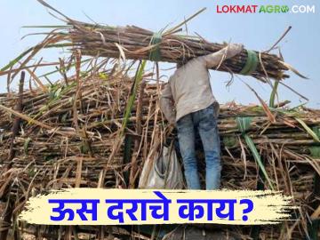 Sugarcane Season : शेतकऱ्यांनी ठरवलं जो जादा भाव देणार त्या कारखान्यालाच ऊस देणार - Marathi News | Sugarcane Season : Farmers decided to give sugarcane only to the one who gives the highest price | Latest News at Lokmat.com