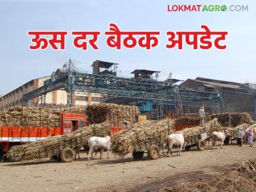 ऊसदराच्या बैठकीला कारखाना अध्यक्षांची दांडी; साखर कारखानदारांना सरळ करू राजू शेट्टींचा इशारा - Marathi News | Sugarcane factories chairman's absent in sugar price meeting; Raju Shetty's warning to straighten the sugar factories | Latest News at Lokmat.com