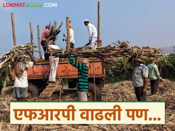 केंद्र सरकारकडून एफआरपीत वाढ; पण याचा शेतकऱ्यांना होणार किती फायदा? जाणून घ्या सविस्तर - Marathi News | Central government increases FRP; But how much will this benefit farmers? Know in detail | Latest News at Lokmat.com