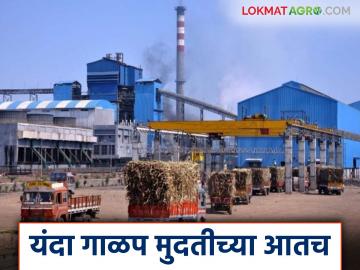 Us Galap Hangam : यंदा गाळप मुदतीच्या आतच; काय आहे कारण जाणून घ्या सविस्तर - Marathi News | Sugarcane crushing: This year, crushing is within the deadline; know the reason in detail | Latest News at Lokmat.com