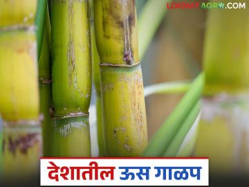 देशातील ४३९ साखर कारखान्यांची धुराडी बंद; कोणत्या राज्यात सर्वात जास्त साखर उत्पादन? - Marathi News | 439 sugar factories in the country are closed; Which state has the highest sugar production? | Latest News at Lokmat.com