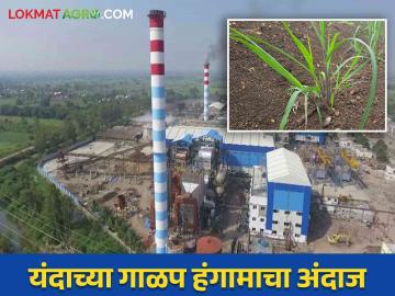 यंदा पाऊस चांगला झाल्यामुळे ऊस पिक जोमात गाळप कधी सुरु होणार? - Marathi News | As the rains are good this year, when will the sugarcane crushing season start? | Latest News at Lokmat.com