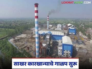 राज्यातील किती साखर कारखान्यांचं गाळप सुरु झालंय, किती साखरेचं उत्पादन, वाचा सविस्तर  - Marathi News | Latest news How many sugar factories in maharashtra have started crushing, how much sugar is produced, read in detail | Latest agri-business News at Lokmat.com