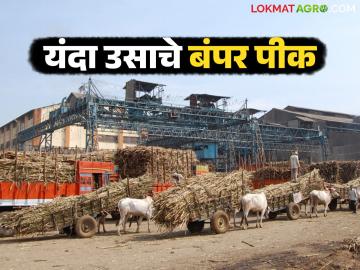 राज्यात 'या' जिल्ह्यांत उसाचे बंपर पिक; यंदा चाळीस लाख टनाने गाळप वाढणार - Marathi News | Bumper sugarcane crop in these districts of the state; Crushing will increase by four lakh tonnes this year | Latest News at Lokmat.com