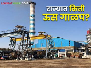 Us Galap 2024-25 : राज्यातील १९१ कारखान्यांमध्ये ३ कोटी ७१ लाख मे. टन ऊस गाळप - Marathi News | Sugarcane crushing 2024-25: 3 crore 71 lakh MT sugarcane crushing in 191 factories in the state | Latest News at Lokmat.com