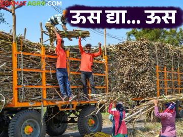 Us Galap : गाळपासाठी उसाची कमतरता; अशी होतेय उसाची पळवापाळवी - Marathi News | Sugarcane Galap : Sugarcane shortage for crushing; This is how sugarcane is giving to factory | Latest News at Lokmat.com Us Galap : गाळपासाठी उसाची कमतरता; अशी होतेय उसाची पळवापाळवी - Marathi News | Sugarcane Galap : Sugarcane shortage for crushing; This is how sugarcane is giving to factory | Latest News at Lokmat.com