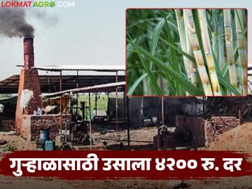 इतिहासात पहिल्यांदाच कारखान्यांपेक्षा गुऱ्हाळात उसाला मिळतोय उच्चांकी भाव; प्रतिटन किती रुपये दर? - Marathi News | For the first time in history, sugarcane is getting a higher price in jaggery unit than in factories; How much is the price per ton? | Latest News at Lokmat.com