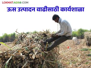 Agriculture News : पुण्यात ऊस उत्पादन वाढीसाठी कार्यशाळा संपन्न, साखर टास्क फोर्स समितीकडून आयोजन  - Marathi News | Latest News Sugarcane workshop organized by Sugar Task Force Committee in Pune | Latest News at Lokmat.com
