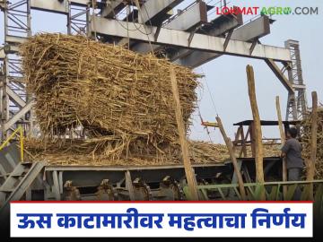 ऊस काटा मारीवर अंकुश ठेवण्यासाठी अखेर शासनाने घेतला 'हा' महत्वपूर्ण निर्णय; वाचा सविस्तर - Marathi News | The government has finally taken this important decision to sugarcane weight sacm; Read in detail | Latest News at Lokmat.com ऊस काटा मारीवर अंकुश ठेवण्यासाठी अखेर शासनाने घेतला 'हा' महत्वपूर्ण निर्णय; वाचा सविस्तर - Marathi News | The government has finally taken this important decision to sugarcane weight sacm; Read in detail | Latest News at Lokmat.com