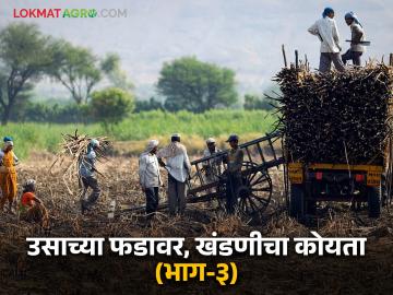 Sugarcane Harvesting : शेतकरी संघटनांची कमी झाली रग; ऊसतोडीसाठी खंडणीची धग - Marathi News | Sugarcane Harvesting : Farmers' organizations have lost their strength; Extortion for sugarcane cutting | Latest News at Lokmat.com