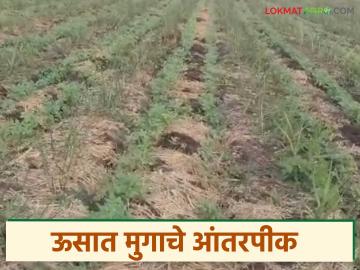 ऊस पिकाच्या खोडव्यात उन्हाळ्यात मूग पिकाचे आंतरपीक, काय आहे लागवड आणि उत्पन्नाचे सूत्र - Marathi News | Latest news Intercropping of moong crop in summer in the sugarcane crop see cultivation formula | Latest News at Lokmat.com ऊस पिकाच्या खोडव्यात उन्हाळ्यात मूग पिकाचे आंतरपीक, काय आहे लागवड आणि उत्पन्नाचे सूत्र - Marathi News | Latest news Intercropping of moong crop in summer in the sugarcane crop see cultivation formula | Latest News at Lokmat.com