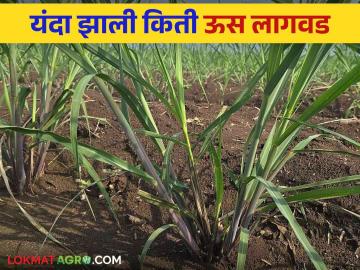 Adsali Us Lagvad : राज्यात ऊस लागवडीखालील क्षेत्रात वाढ कोणत्या जिल्ह्यात किती लागवड - Marathi News | Adsali Us Lagvad : Increase in the area under sugarcane cultivation in the state in which district how much cultivation | Latest News at Lokmat.com