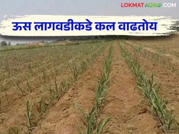 Sugarcane cultivation: मुबलक पाण्यामुळे ऊस लागवडीकडे कल वाढतोय वाचा सविस्तर  - Marathi News | Sugarcane cultivation : Due to abundant water there is increasing trend towards sugarcane cultivation read more  | Latest News at Lokmat.com
