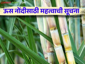 शेतकऱ्यांनो ऊस नोंदीसाठी आता ही कागदपत्रे बंधनकारक; साखर आयुक्तांचा आदेश - Marathi News | Farmers, these documents are now mandatory for sugarcane registration; Sugar Commissioner orders | Latest News at Lokmat.com