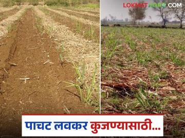 उसाचे पाचट शेतात लवकर कुजण्यासाठी करा हे सोपे उपाय; वाचा सविस्तर - Marathi News | Follow these simple steps to make sugarcane trash decompose quickly in the field | Latest News at Lokmat.com उसाचे पाचट शेतात लवकर कुजण्यासाठी करा हे सोपे उपाय; वाचा सविस्तर - Marathi News | Follow these simple steps to make sugarcane trash decompose quickly in the field | Latest News at Lokmat.com