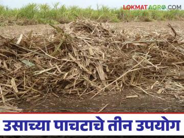 Usache Pachat : उसाच्या पाचटाचे 'हे' तीन उपयोग फायदेशीर ठरतील, जाणून घ्या सविस्तर  - Marathi News | These three uses of sugarcane pulp will be beneficial, know in detail | Latest News at Lokmat.com