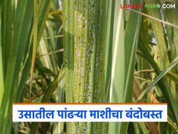 उसात पांढरी माशीचा प्रादुर्भाव वाढतोय? कसा कराल बंदोबस्त? वाचा सविस्तर - Marathi News | The incidence of whitefly in sugarcane is increasing? how to control it? Read in detail | Latest News at Lokmat.com
