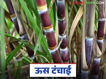 Sugar Production 2025 : ऊस टंचाईमुळे देशभरातील ७७ कारखाने पडले बंद; यंदा साखर उत्पादन घटणार - Marathi News | 77 factories across the country closed due to sugarcane shortage; Sugar production will decrease this year | Latest News at Lokmat.com